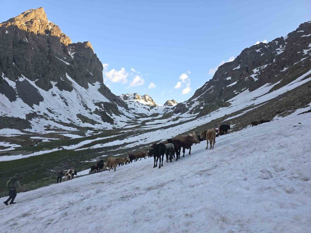 Kaçkarlar’da Geleneksel Öküz Göçü Başladı.. Karlı Zirvelerde Zorlu Yayla Yolculuğu!
