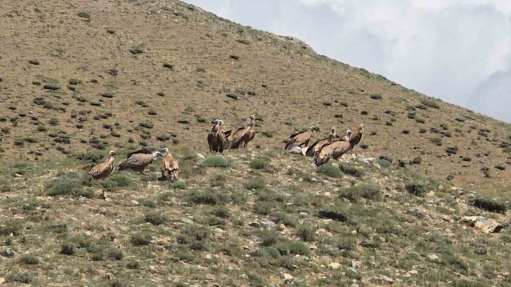 Van’da Sürü Halinde Görülen Kızıl Akbabalar Doğaseverleri Heyecanlandırdı