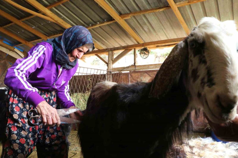 Antalya'nın 94 Yaşındaki Çobanı Emine Nine.. 90 Yıldır Keçileriyle Dağlardan İnmiyor!