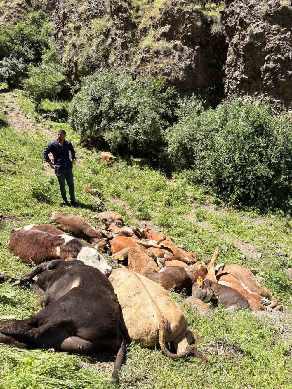Erzurum’da Yabani Hayvan Paniği.. Kayalıklardan Düşen 26 Buzağı Telef Oldu!