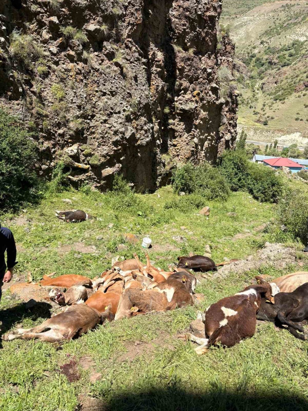 Erzurum’da Yabani Hayvan Paniği.. Kayalıklardan Düşen 26 Buzağı Telef Oldu!