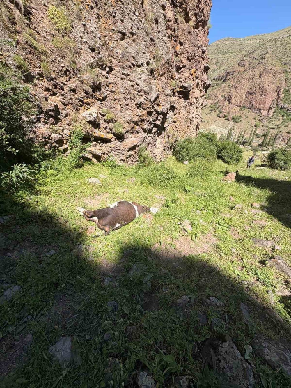 Erzurum’da Yabani Hayvan Paniği.. Kayalıklardan Düşen 26 Buzağı Telef Oldu!