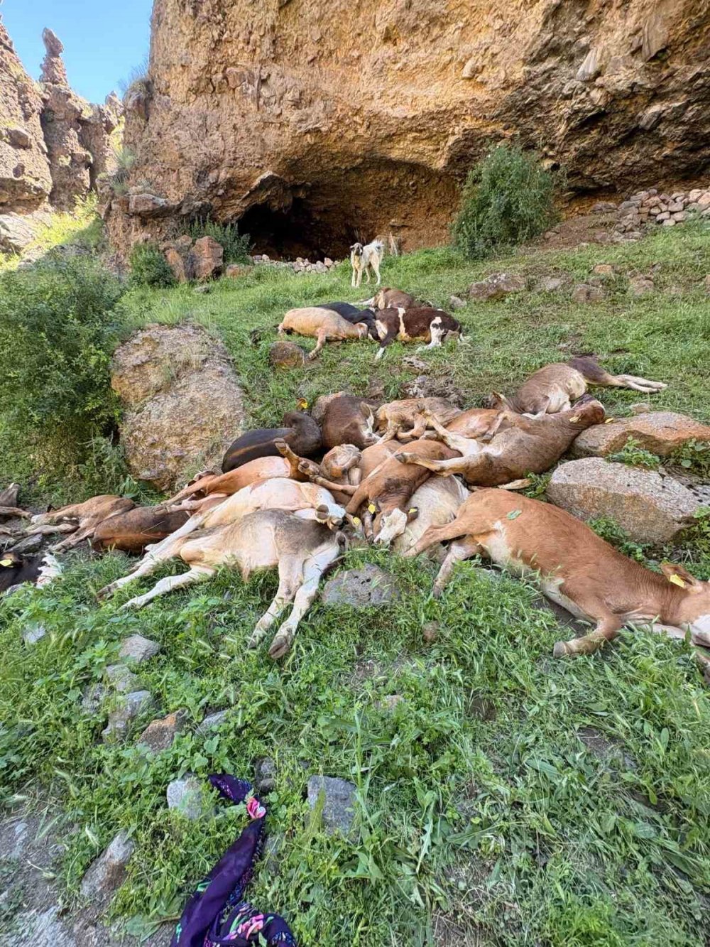 Erzurum’da Yabani Hayvan Paniği.. Kayalıklardan Düşen 26 Buzağı Telef Oldu!