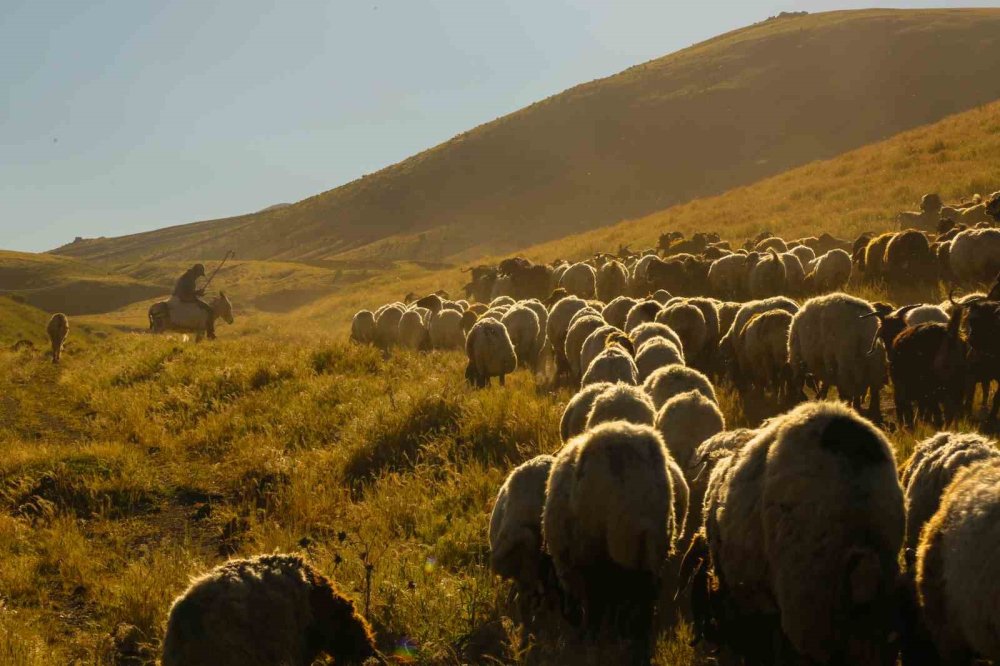 Tatvan’da Sürülerin Tozlu Yayla Yolculuğu Eşsiz Manzaralar Oluşturdu