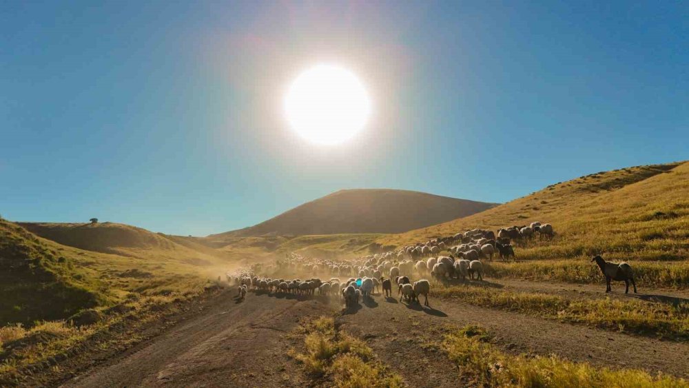 Tatvan’da Sürülerin Tozlu Yayla Yolculuğu Eşsiz Manzaralar Oluşturdu