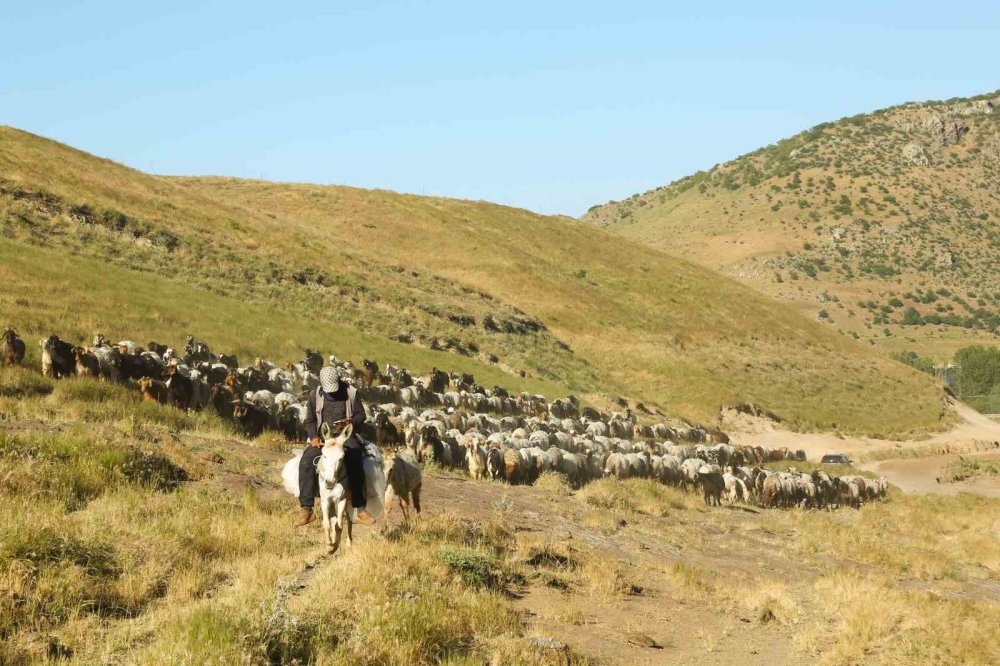Tatvan’da Sürülerin Tozlu Yayla Yolculuğu Eşsiz Manzaralar Oluşturdu