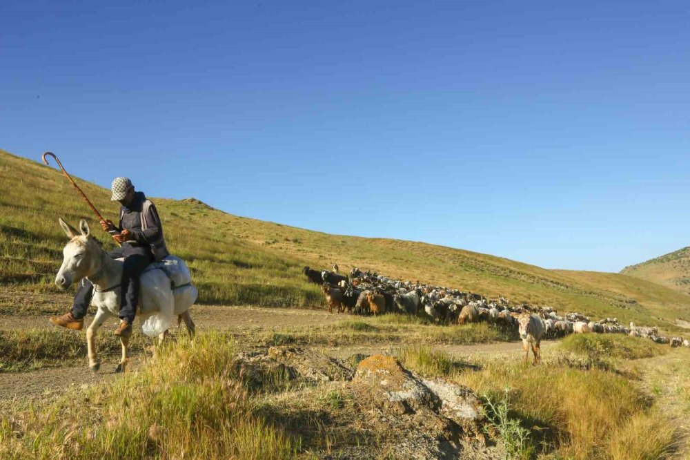 Tatvan’da Sürülerin Tozlu Yayla Yolculuğu Eşsiz Manzaralar Oluşturdu