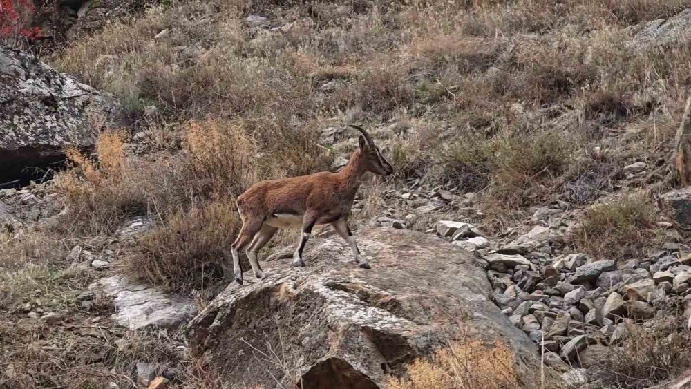 Yaban Keçileri İçin İhale Kararı.. Doğal Yaşamın Korunması Yeniden Gündemde!
