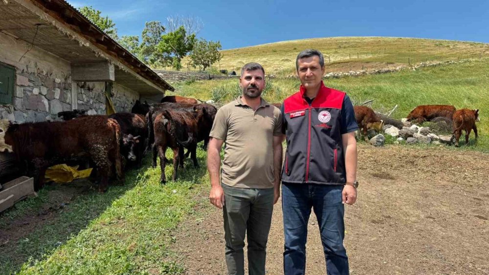 Ağrı’da Damızlık Desteğiyle Kırmızı Et Üretimi Güçleniyor