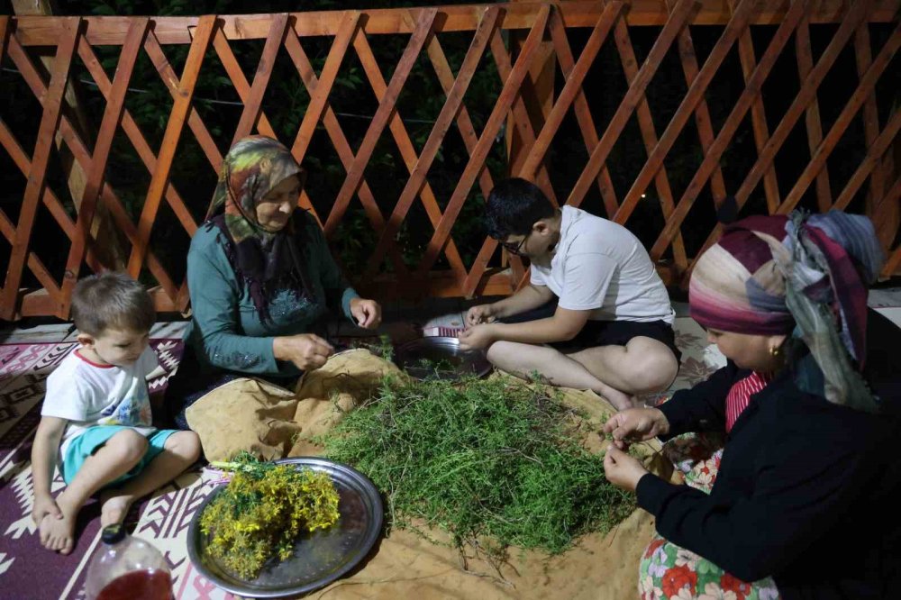 Sarı Kantaron ve Kekik Geleneksel Yöntemlerle Şifa Kaynağına Dönüşüyor