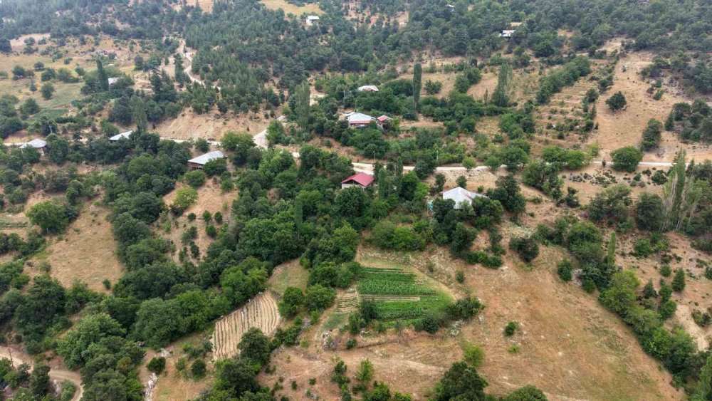 Sarı Kantaron ve Kekik Geleneksel Yöntemlerle Şifa Kaynağına Dönüşüyor