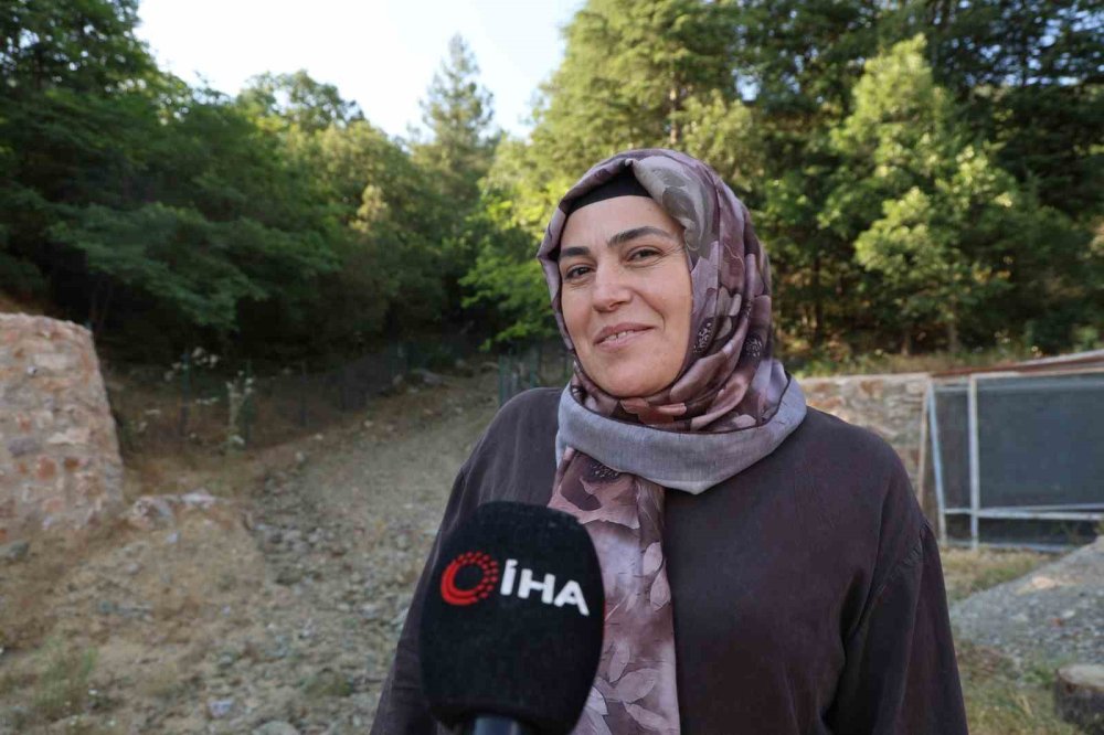 20 Yıl Önce Serpilen Sedir Tohumları Genç Ormana Dönüştü