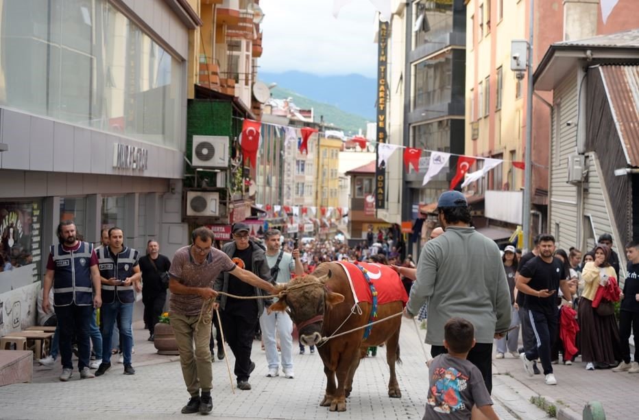 Artvin'de Kafkasör Festivali Başladı.. Geleneksel Boğalı Kortej İlgi Odağı Oldu!