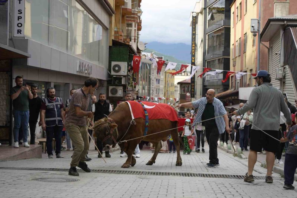 Artvin'de Kafkasör Festivali Başladı.. Geleneksel Boğalı Kortej İlgi Odağı Oldu!