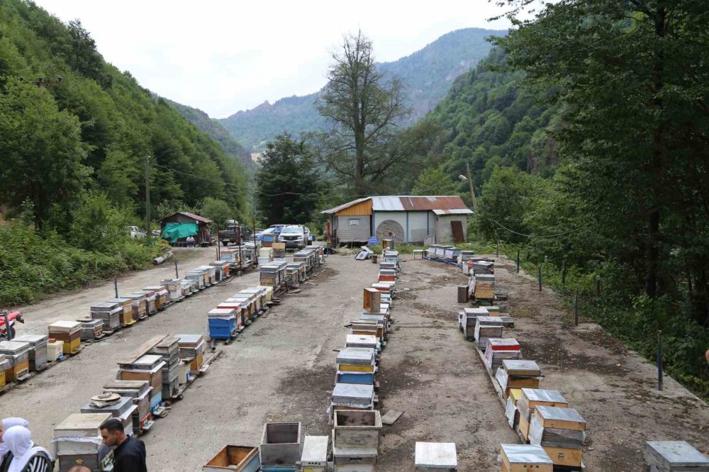 Artvin’de 2026 Bal Taban Fiyatları Açıklandı.. Kestane Balı 3 Bin 500 Liradan Başlıyor!