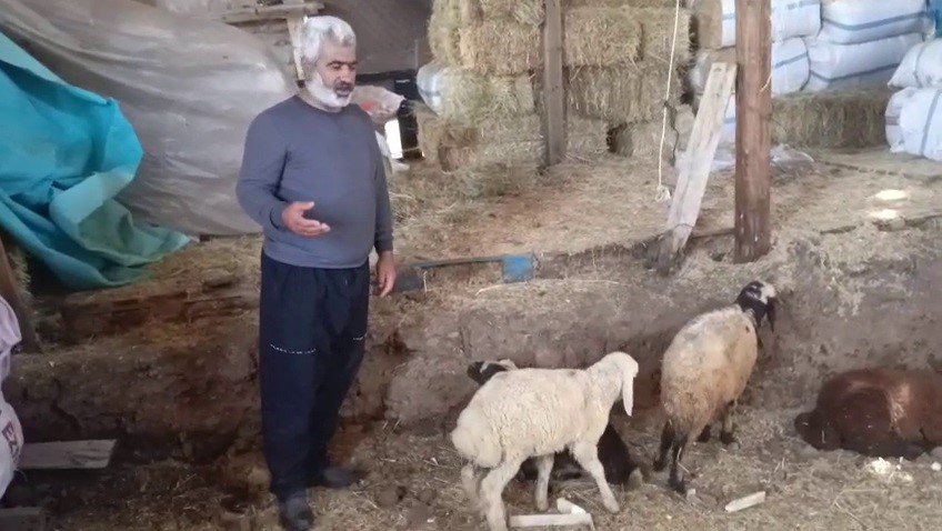 Erzurum'da Kurtlar Ağıla Girdi.. 14 Koyun Telef Oldu, 30 Hayvan Kayıp!