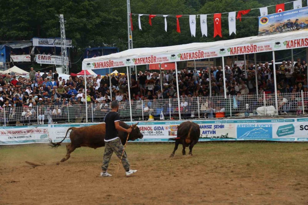 Artvin’in Kafkasör Yaylası’nda Boğaların 45. Randevusu Nefes Kesti