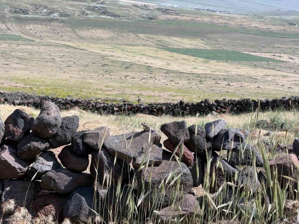 Ağrı Dağı Eteklerinde Kafkasya Keleri Görüntülendi.. Sıcaklık Artışı Etkili Oldu!