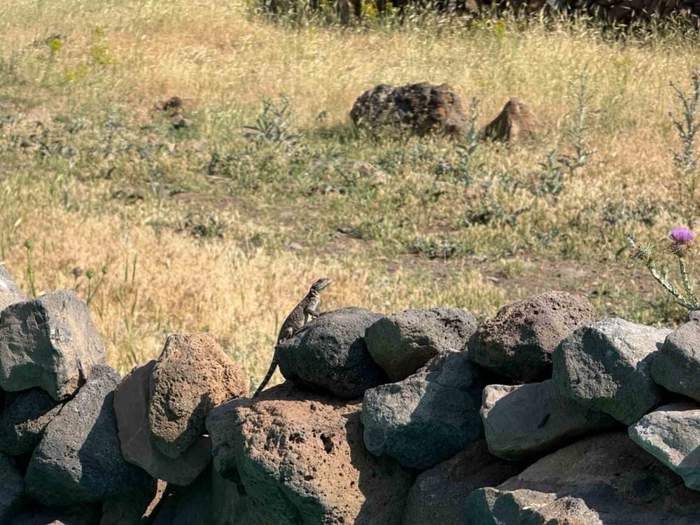 Ağrı Dağı Eteklerinde Kafkasya Keleri Görüntülendi.. Sıcaklık Artışı Etkili Oldu!