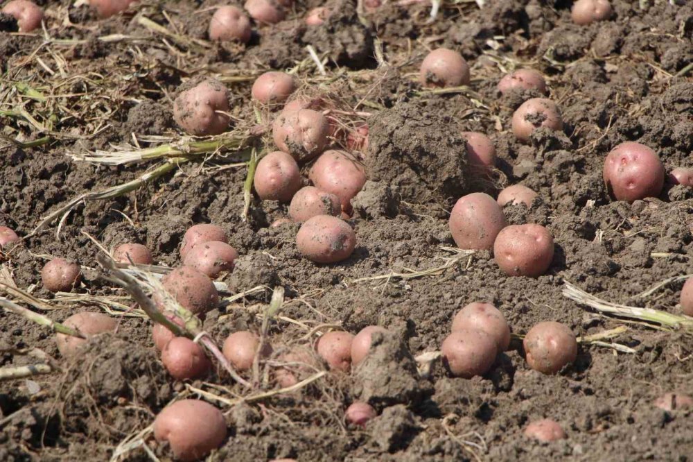 Amasya’da Patates Hasadı Başladı: 130 Bin Ton Rekolte Bekleniyor