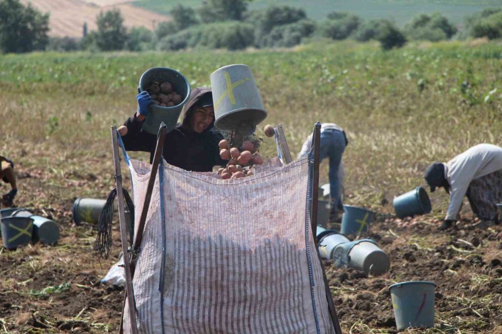 Amasya’da Patates Hasadı Başladı: 130 Bin Ton Rekolte Bekleniyor