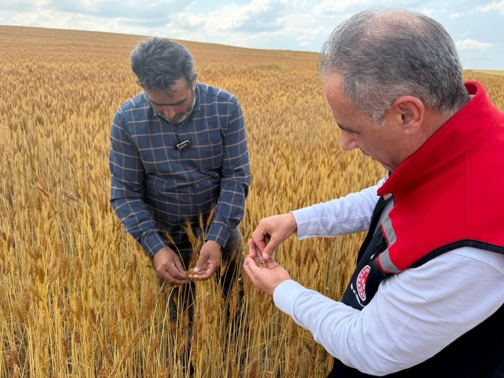 Arıcılık ve Buğday Üretimi Sahada İncelendi.. Yaylalardan Tarlalara Üretim Değerlendirildi!
