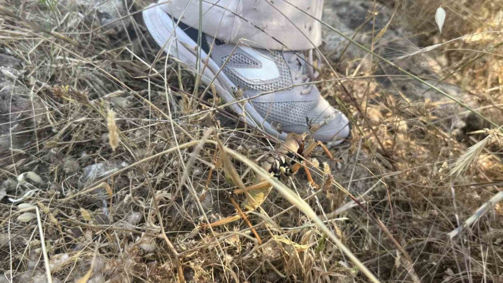 Çermik Kırsalında Dev Etçil Çekirgeler Görüldü.. Uzmanlardan “Zararsız” Açıklaması!