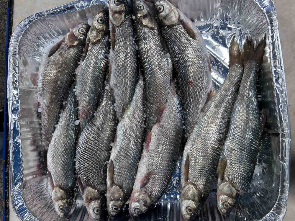 İnci Kefali Tezgâhlardaki Yerini Aldı