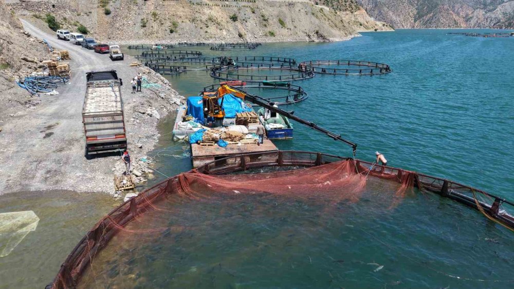 Artvin’de Yerli Somon Üretimi Sürüyor.. Üreticiler İşleme Tesisi İstiyor!