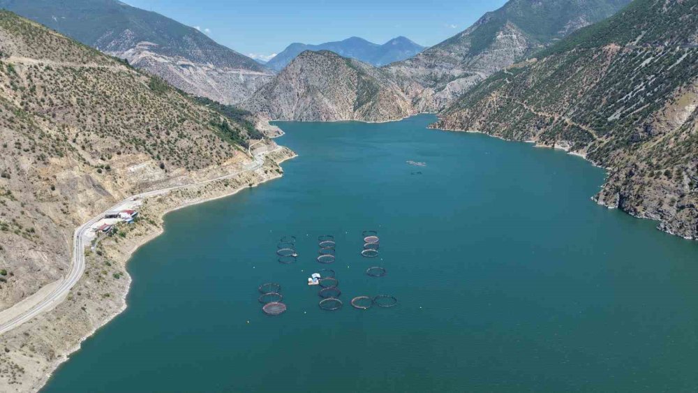 Artvin’de Yerli Somon Üretimi Sürüyor.. Üreticiler İşleme Tesisi İstiyor!