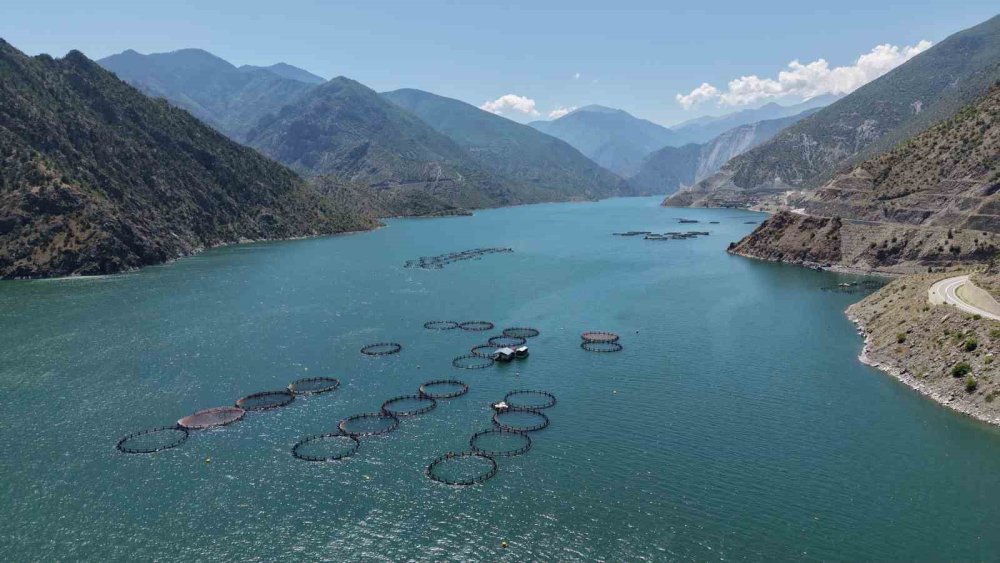 Artvin’de Yerli Somon Üretimi Sürüyor.. Üreticiler İşleme Tesisi İstiyor!