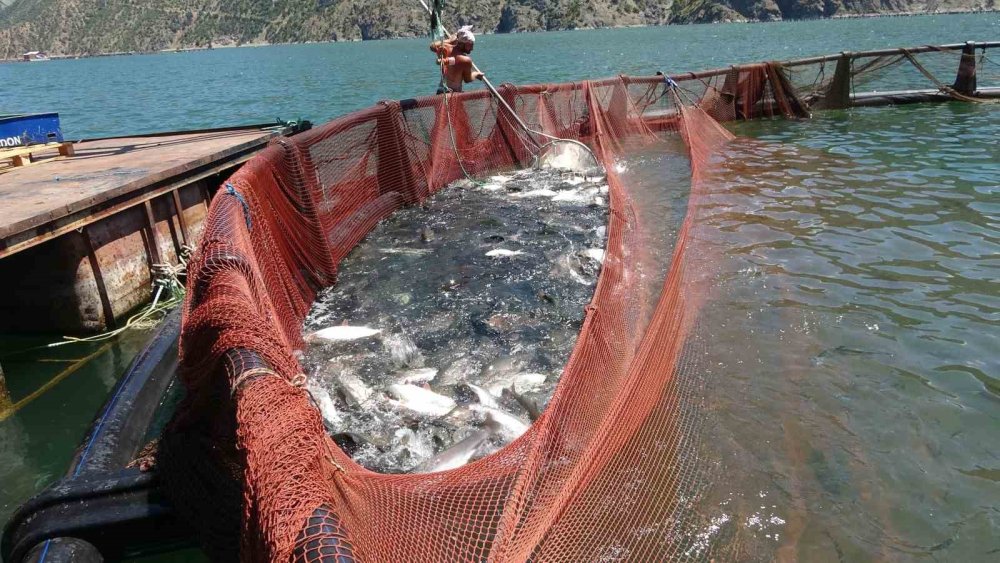 Artvin’de Yerli Somon Üretimi Sürüyor.. Üreticiler İşleme Tesisi İstiyor!
