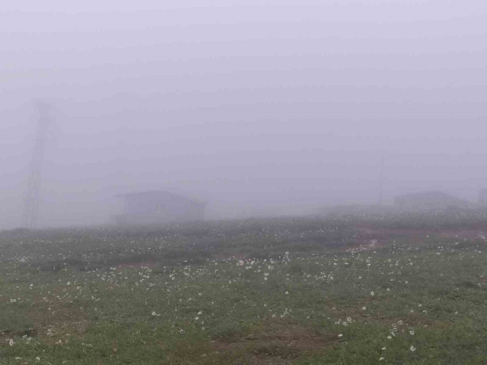 Ardahan-Artvin Sınırındaki Bilbilan Yaylası.. Sis ve Atlar Kartpostallık Görüntüler Oluşturdu!