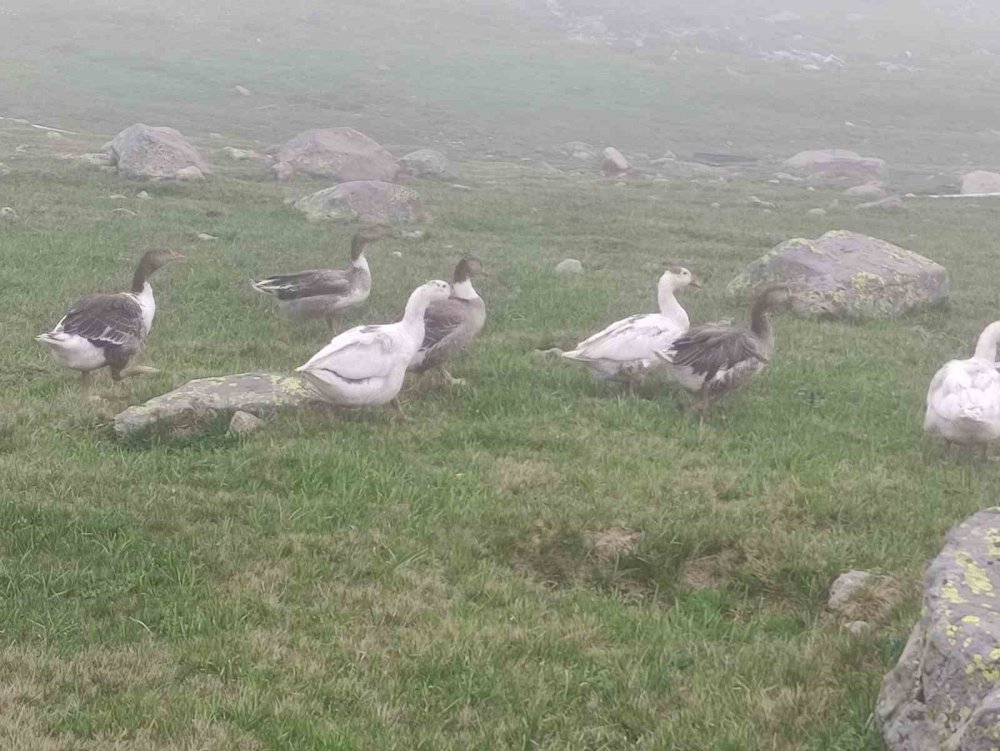Ardahan-Artvin Sınırındaki Bilbilan Yaylası.. Sis ve Atlar Kartpostallık Görüntüler Oluşturdu!