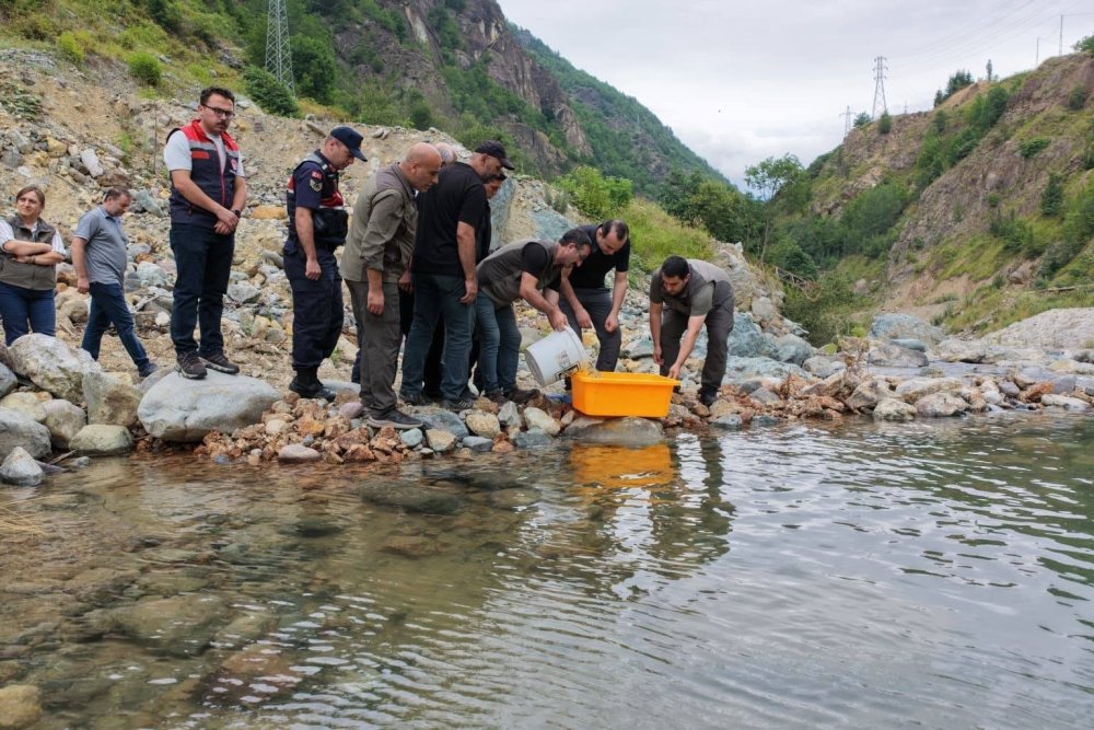 Artvin’de Alabalık Popülasyonu İçin Adım.. 30 Bin Yavru Dereyle Buluşturuldu!