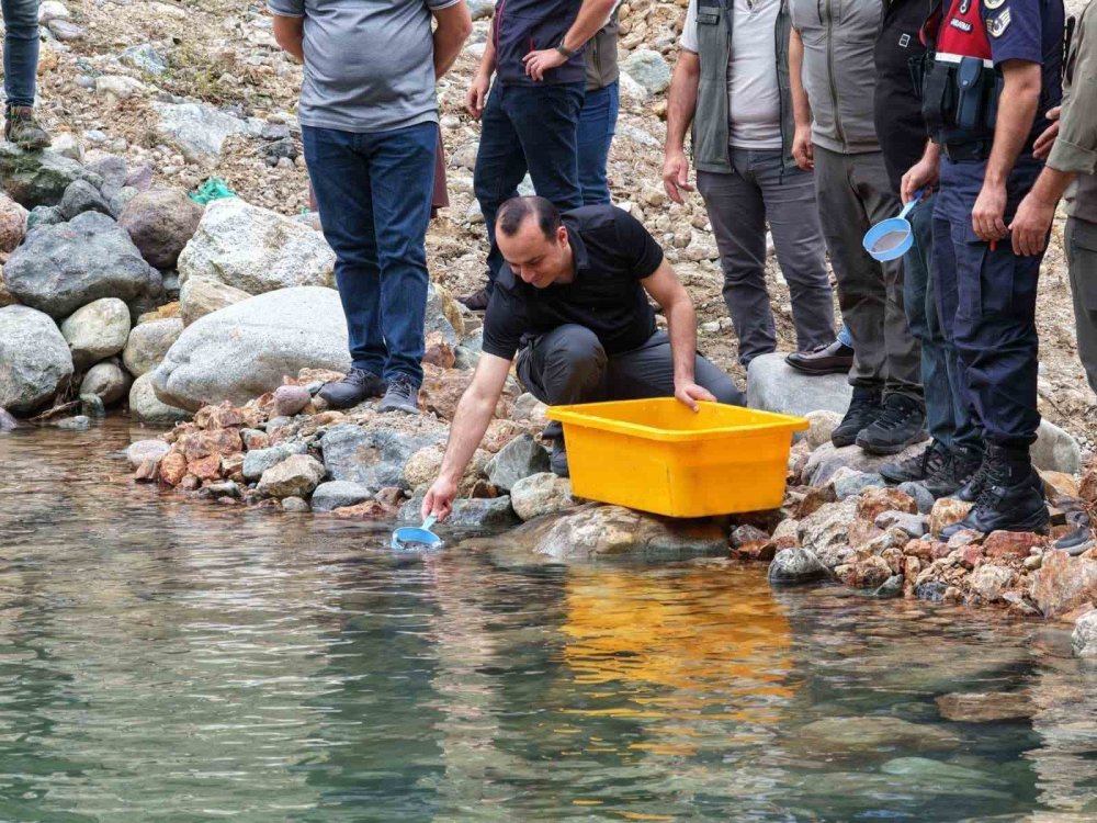 Artvin’de Alabalık Popülasyonu İçin Adım.. 30 Bin Yavru Dereyle Buluşturuldu!