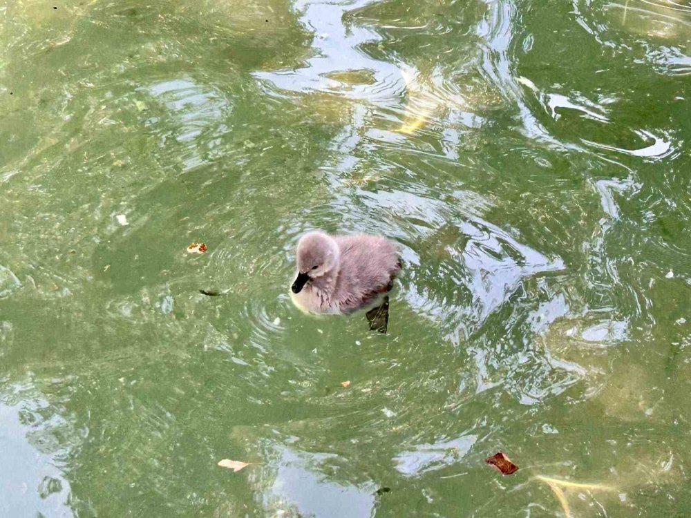 Ankara Kuğulu Park Yavru Kuğularıyla İlgi Çekiyor