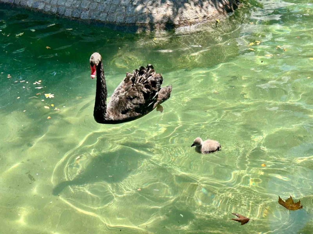 Ankara Kuğulu Park Yavru Kuğularıyla İlgi Çekiyor
