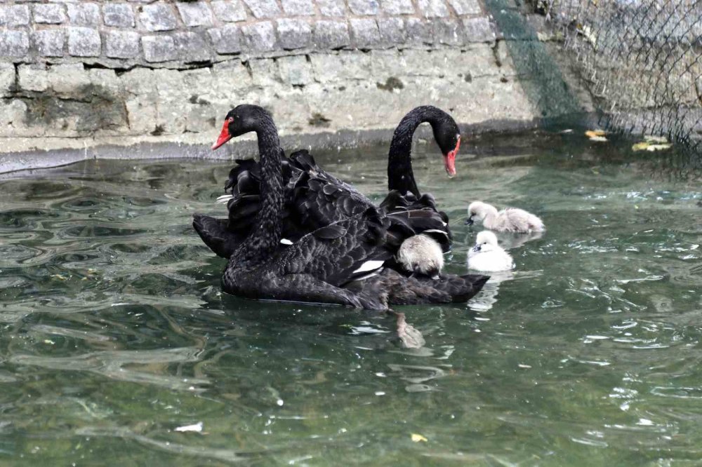Ankara Kuğulu Park Yavru Kuğularıyla İlgi Çekiyor
