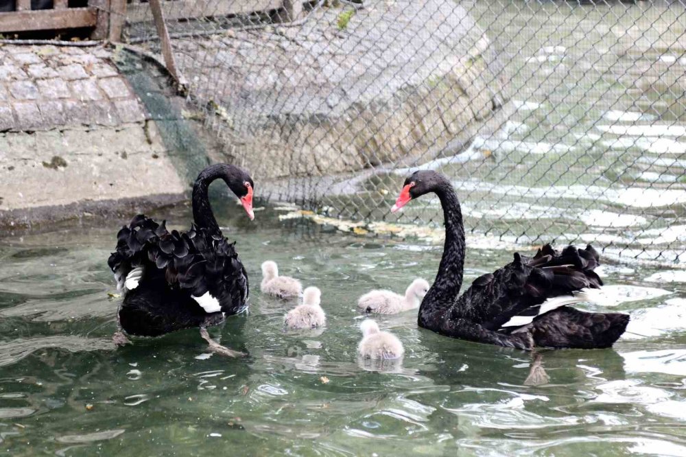 Ankara Kuğulu Park Yavru Kuğularıyla İlgi Çekiyor