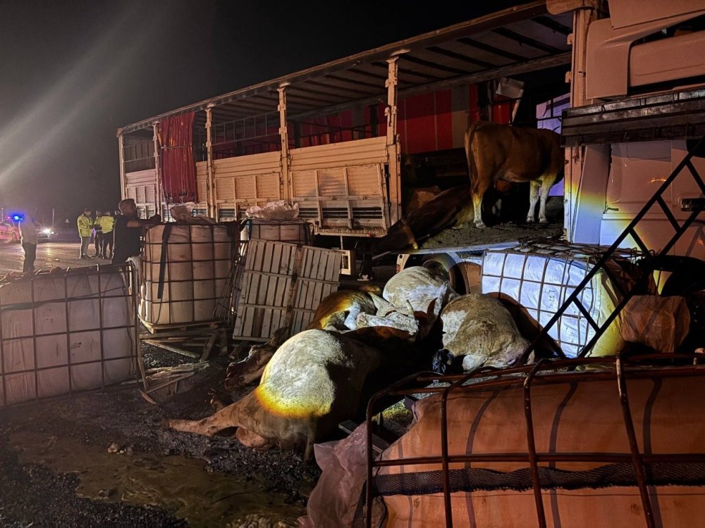 Erzincan-Sivas Kara Yolunda TIR Kazası.. Hayvanlar Yola Savruldu, 5’i Telef Oldu!