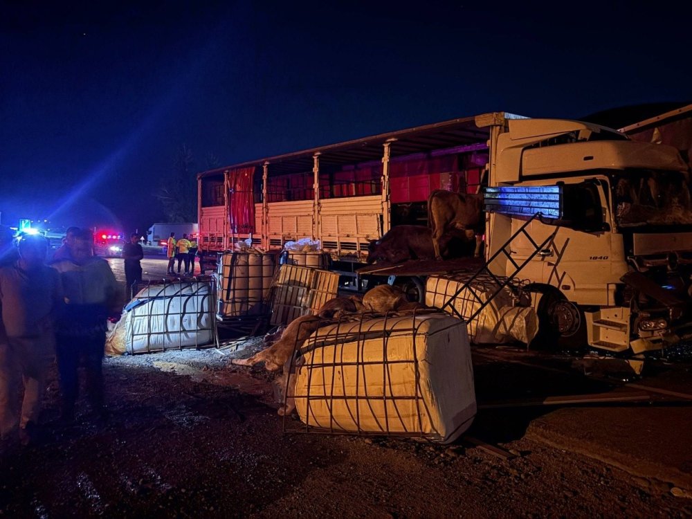 Erzincan-Sivas Kara Yolunda TIR Kazası.. Hayvanlar Yola Savruldu, 5’i Telef Oldu!