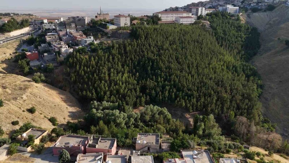 31 Yılda 25 Bin Ağaç Dikerek, Kurak Araziyi Oksijen Sahası Yaptı