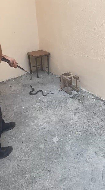 Kars’ta Bahçeye Giren Yılan Paniğe Neden Oldu.. Ekipler Harekete Geçti!
