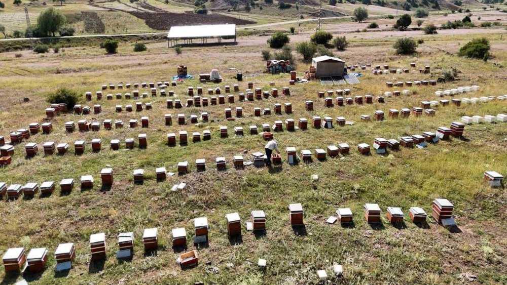 Oltu Yaylalarında Bal Hasadı Başladı.. Üreticiler Bu Sezon Yaklaşık 3 Ton Verim Hedefliyor!
