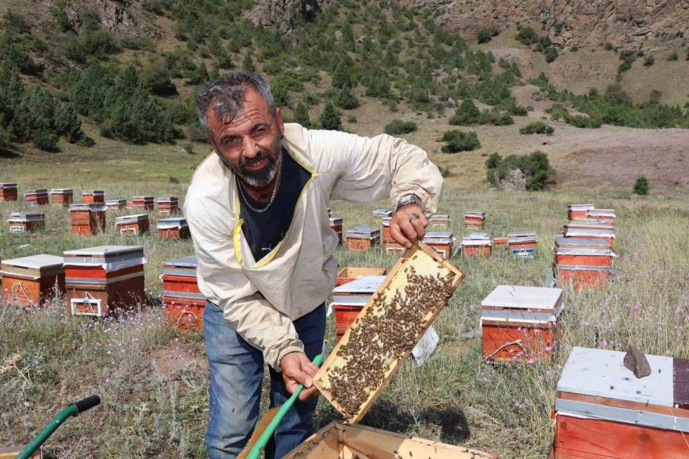 Oltu Yaylalarında Bal Hasadı Başladı.. Üreticiler Bu Sezon Yaklaşık 3 Ton Verim Hedefliyor!