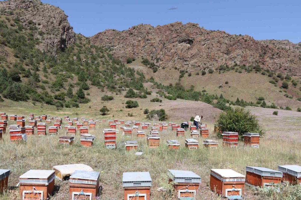 Oltu Yaylalarında Bal Hasadı Başladı.. Üreticiler Bu Sezon Yaklaşık 3 Ton Verim Hedefliyor!