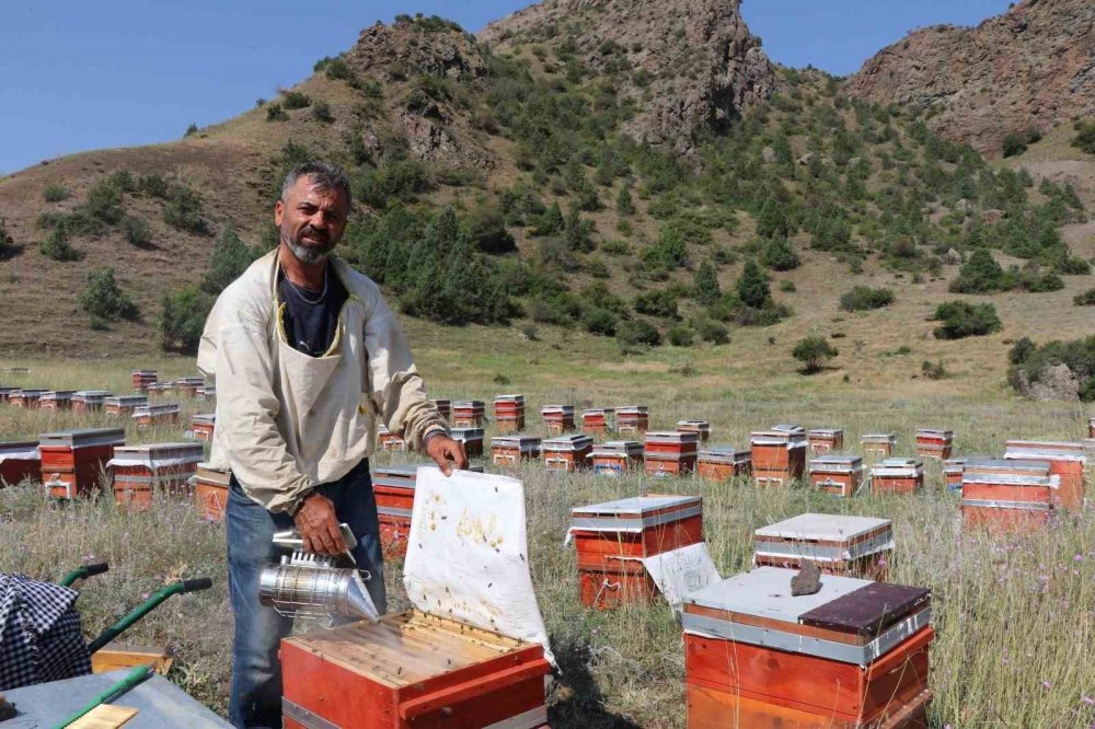 Oltu Yaylalarında Bal Hasadı Başladı.. Üreticiler Bu Sezon Yaklaşık 3 Ton Verim Hedefliyor!