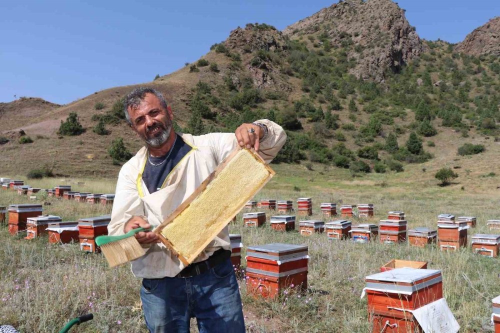 Oltu Yaylalarında Bal Hasadı Başladı.. Üreticiler Bu Sezon Yaklaşık 3 Ton Verim Hedefliyor!