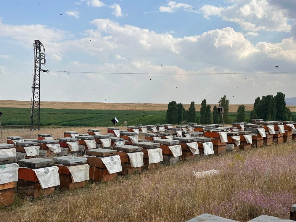 Kars'ta Arıcılık Sezonunda Saha Denetimleri Sürüyor.. Kovanlar Tek Tek İnceleniyor!